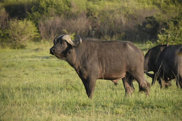 2 Days Safari to Lake Nakuru, Naivasha & Hell's gate