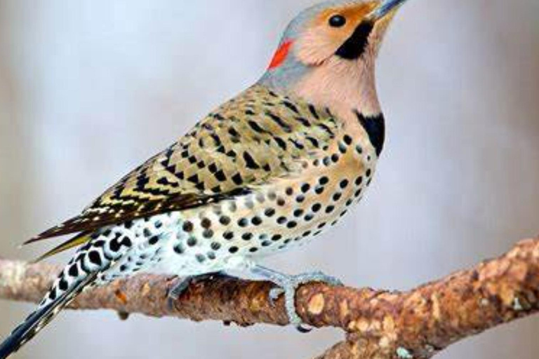 Äthiopien: 10-tägige Vogelbeobachtungstour ab Addis AbebaVogelbeobachtung 10 Tage