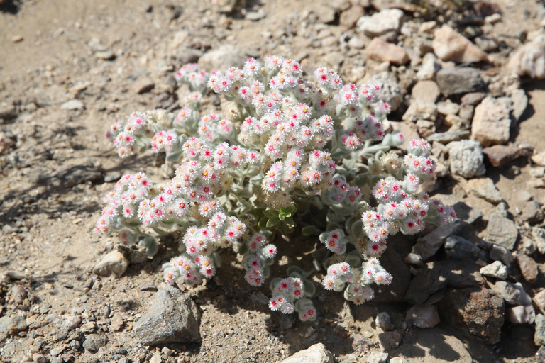 沙漠月球景观之旅：探索纳米比亚的神秘地形