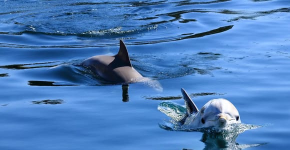 Pula: Private Dolphins & Sunset Tour mit Abendessen und Getränken