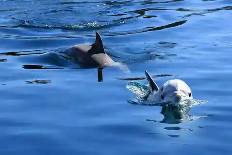 Pula: Tour Privado de Delfines y Puesta de Sol con Cena y Bebidas