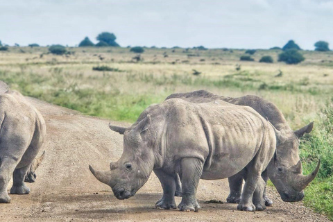 Nairobi National Park Evening Game Drive & sundowner Nairobi National Park Evening Game Drive & sundowner - VAN
