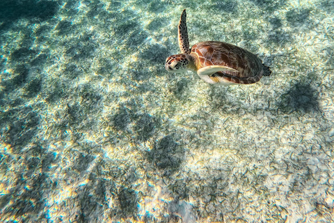 Cancun: Tulum Ruins, Akumal Turtles, Cenote & Caves Snorkel From Cancun