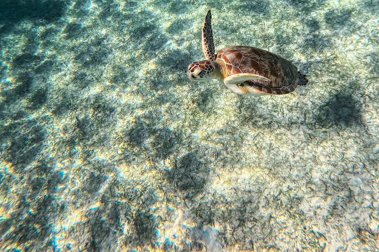 Cancun: Tulum Ruins, Akumal Turtles, Cenote & Caves Snorkel From Cancun