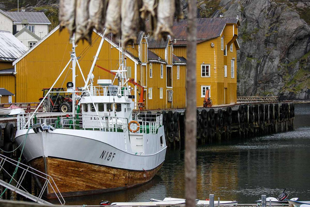 Från Svolvær: Rundtur i fiskebyn Nusfjord Heritage