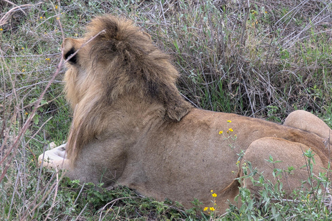 Tansania Wild Explorer