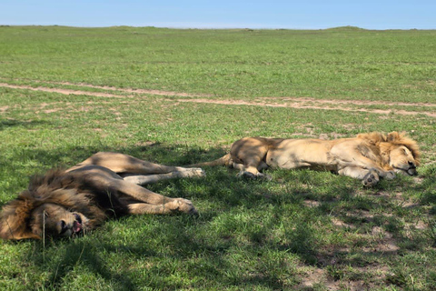 Nairobi National Park Safari Tour Nairobi National Park Half-Day Safari Tour