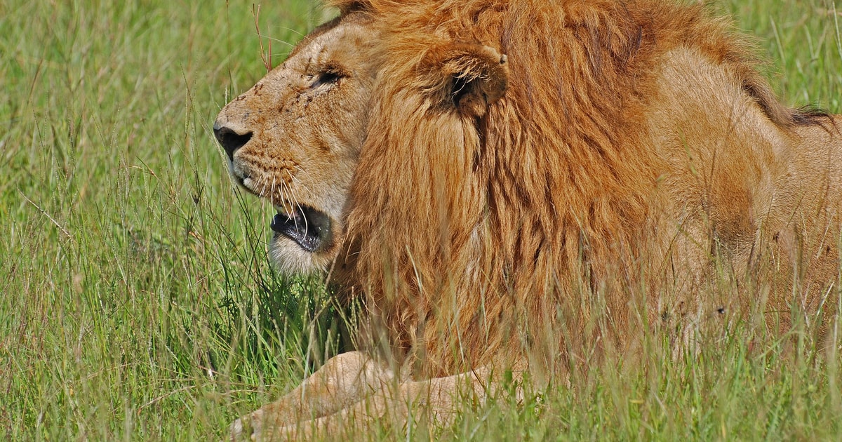 4 Dniowe Prywatne Safari Nad Jeziorem Nakuru I Masai Mara 4x4 Jeep