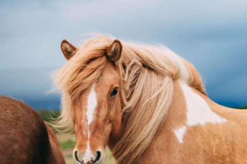 雷克雅达尔尔：家庭与初学者骑马之旅雷克雅达尔尔：家庭及初学者骑马游览