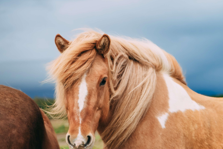 雷克雅达尔尔：家庭与初学者骑马之旅雷克雅达尔尔：家庭及初学者骑马游览