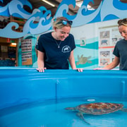 Whitsundays: Eco Experience & Turtle Rescue Center Tour