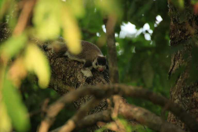 From Sigiriya/Dambulla : Minneriya National Park Wild Safari