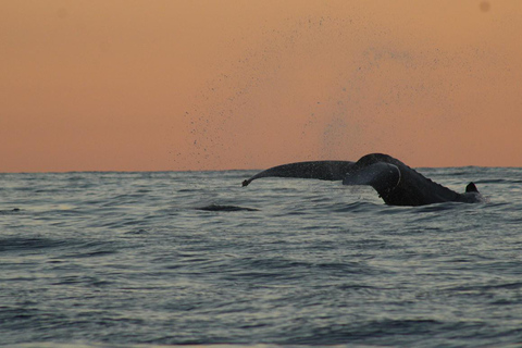 San Jose del Cabo Sunset Whale Watching