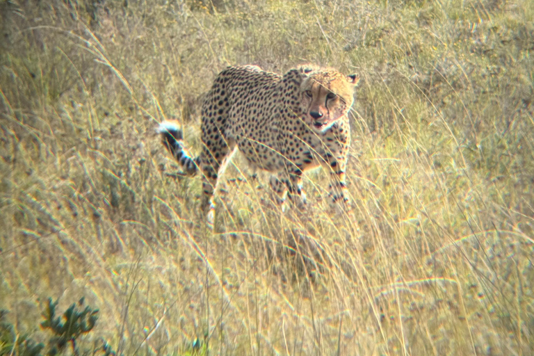 Des chutes Victoria au parc national de Chobe : 1 jour d'aventure safari