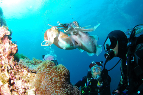 Punta Cana: Dive the Coral Paradise of Catalina Island