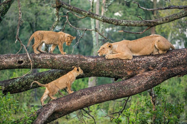 Arusha: Safári a pé pelo parque nacional com almoço