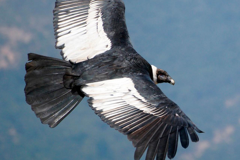 Ecuador: Birding and Cultural Tour from Quito