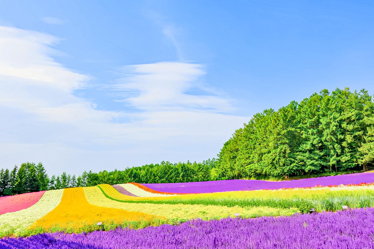 Hokkaido Summer Day Trip: Patchwork Road&Shikisai no Okas Depart from Sapporo Tokyu REI Hotel (without lunch)