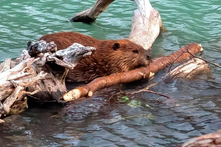 Ushuaia: Adventure and Fueguina Fauna with Animal Encounter of Your Choice Ushuaia: Adventure and Fueguina Fauna with Animal Encounter - Huskie Walk-