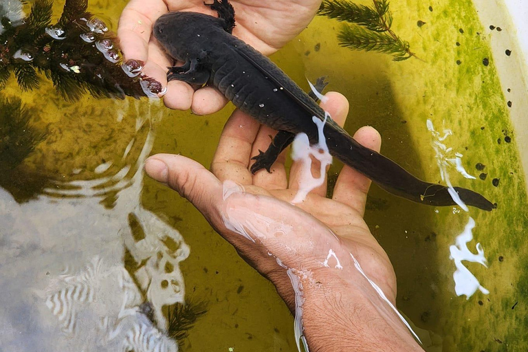 Xochimilco: Chinampa and Axolotl Boat Tour