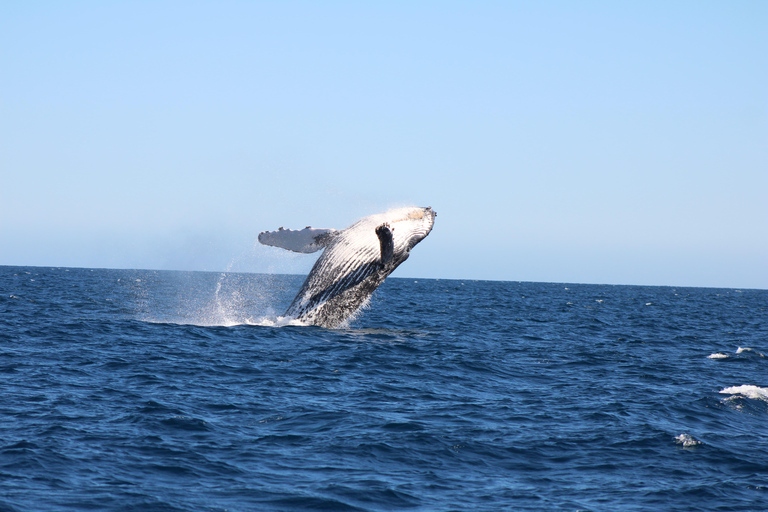 Los Cabos: Whale Watching and Safari