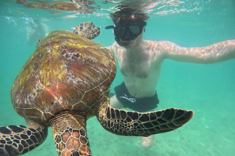 Mirissa Turtle Snorkeling Free Underwater Photos & pickup