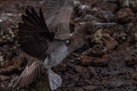 Explore the Cabo Rosa Tunnels on Isabela: snorkeling, wildlife and scenery