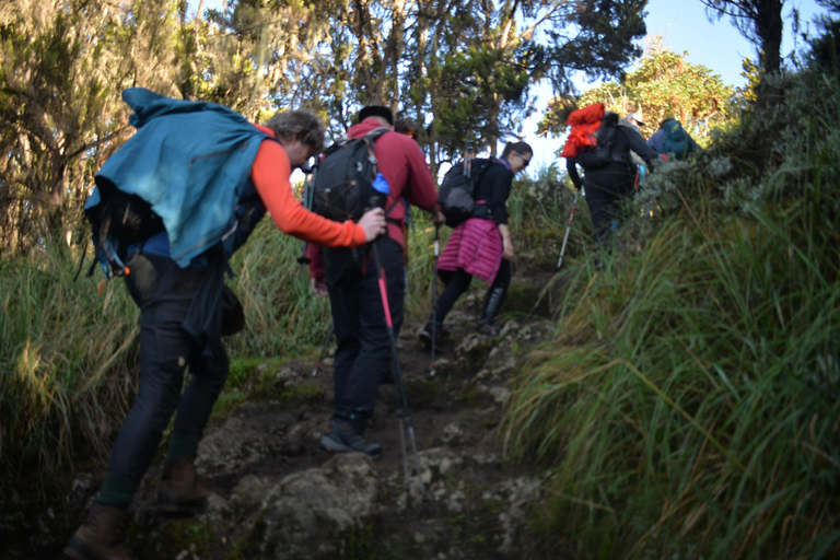 Meilleure excursion d&#039;une journée sur le mont Kilimandjaro via la route Machame