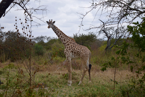 Arusha: Paseo con jirafas