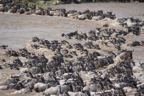 3 Dagen Wildlife Safari Tanzania