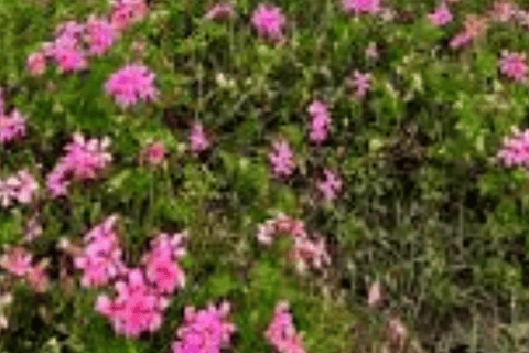 Explore Addis Ababa: Guided City Experience