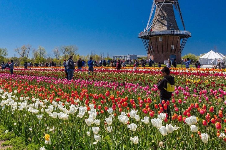 From Chicago:1-Day Windmill Island w/Seasonal Tulip Upgrade Tour Only in Ordinary date