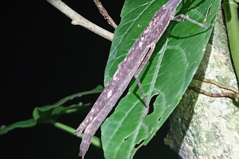 Tour nocturno por el Camino de las Tarántulas de Cahuita