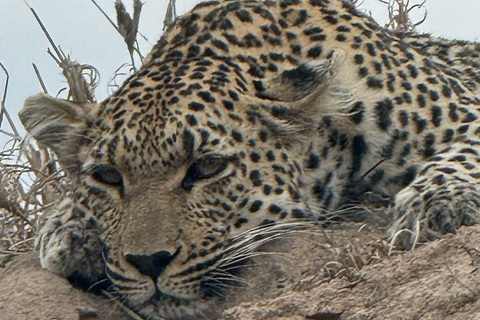 Vanuit Johannesburg: 6-daagse luxe Kruger Park safari