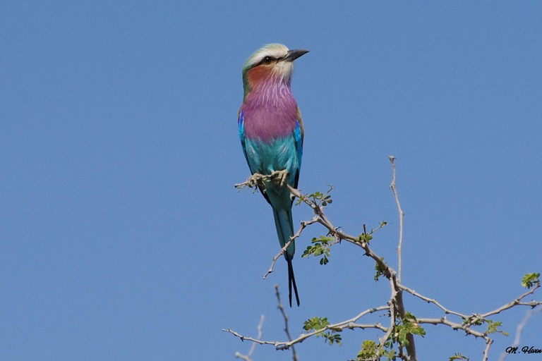 St Lucia, KZN : 3-Day Wildlife and Cultural Safari