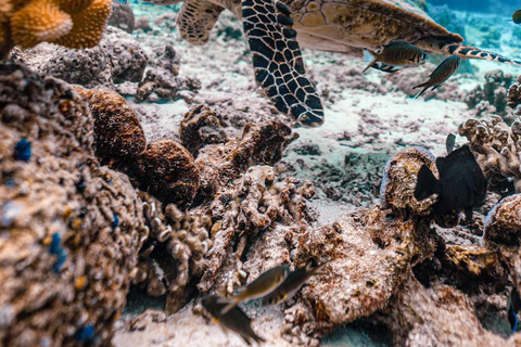 KhaoLak: Similan Islands Lazy Morning Snorkeling Catamaran