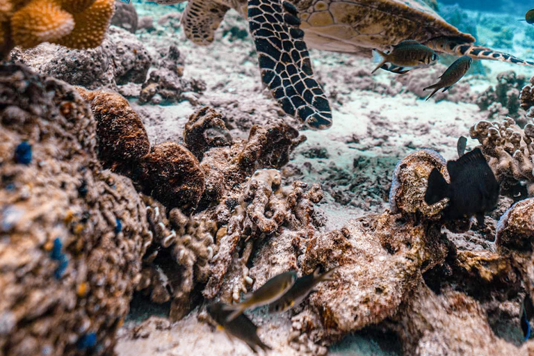 KhaoLak: Similan Islands Lazy Morning Snorkeling Catamaran