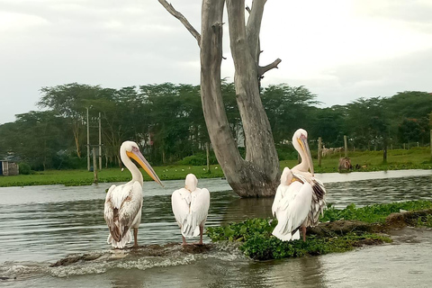 Naivasha: Crater Lake and Crescent Island Day Trip