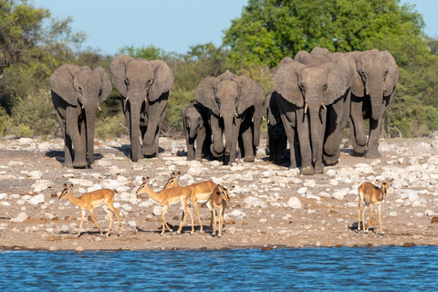 Windhoek: 3-Day Guided Safari in Etosha with Lodge