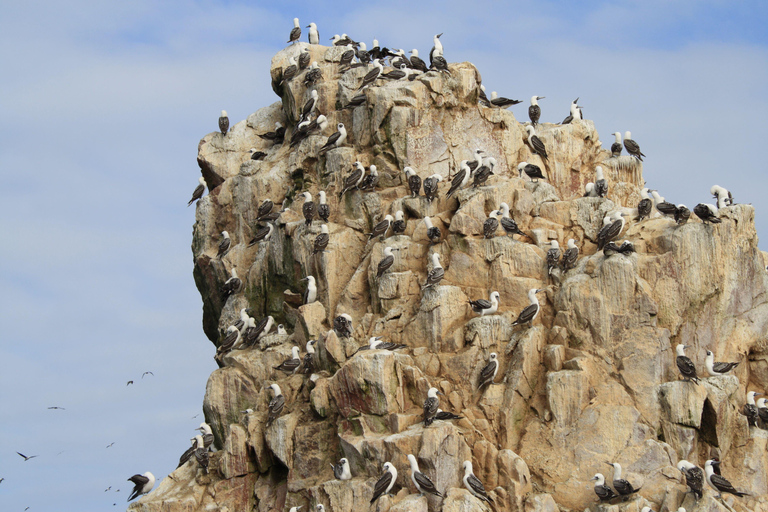 从利马出发：巴列斯塔斯群岛、瓦卡奇纳沙滩越野车和沙板滑行不返回利马