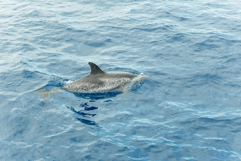 Tenerife: Whale and Dolphin Tour with Underwater Views 2-Hour Whales and Dolphins Tour without Pick-up