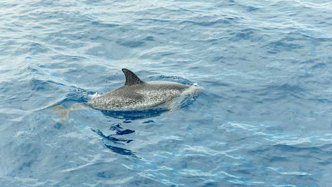 Tenerife: tour con ballenas, delfines y vistas submarinas