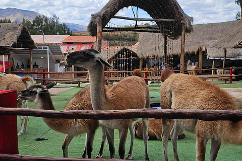 Cusco: Visita a uma fazenda de alpaca e lhama com transfer e demonstração de tecelagem