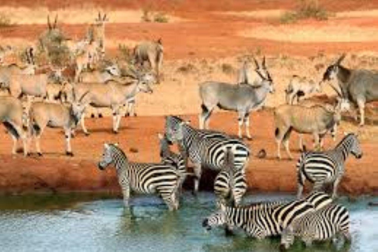 Day Tour to Tsavo East National Park