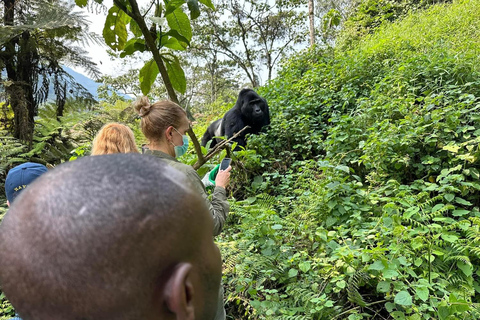 Circuit de 7 jours au Rwanda et en Ouganda, avec trekking et découverte de la faune et de la flore des primates