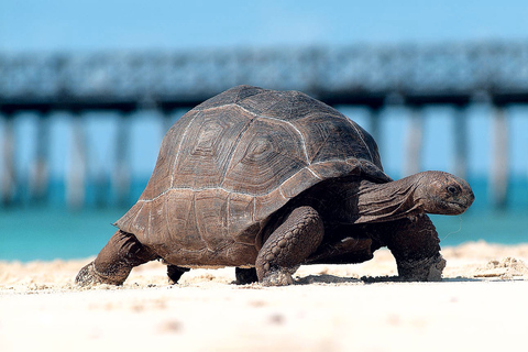 Ilha da prisão e banco de areia de Nakupenda