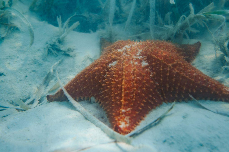 Luksusowy rejs prywatnym mini-jachtem po Parku Narodowym CotubanamáLuksusowy rejs prywatnym mini-jachtem w Parku Narodowym Cotubanamá