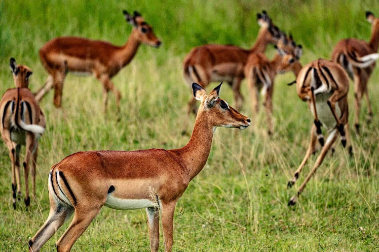 From Zanzibar: Mikumi Safari Day Trip with Flights and Lunch Mikumi Shared Safari without hotel transfer