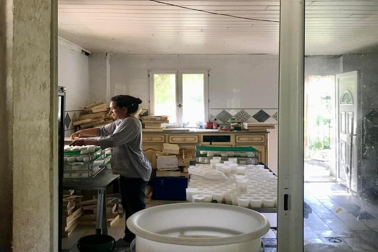 Alpilles: Discover vineyards and farms by electric bike