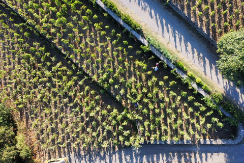 Visite des vignobles avec dégustation de vins